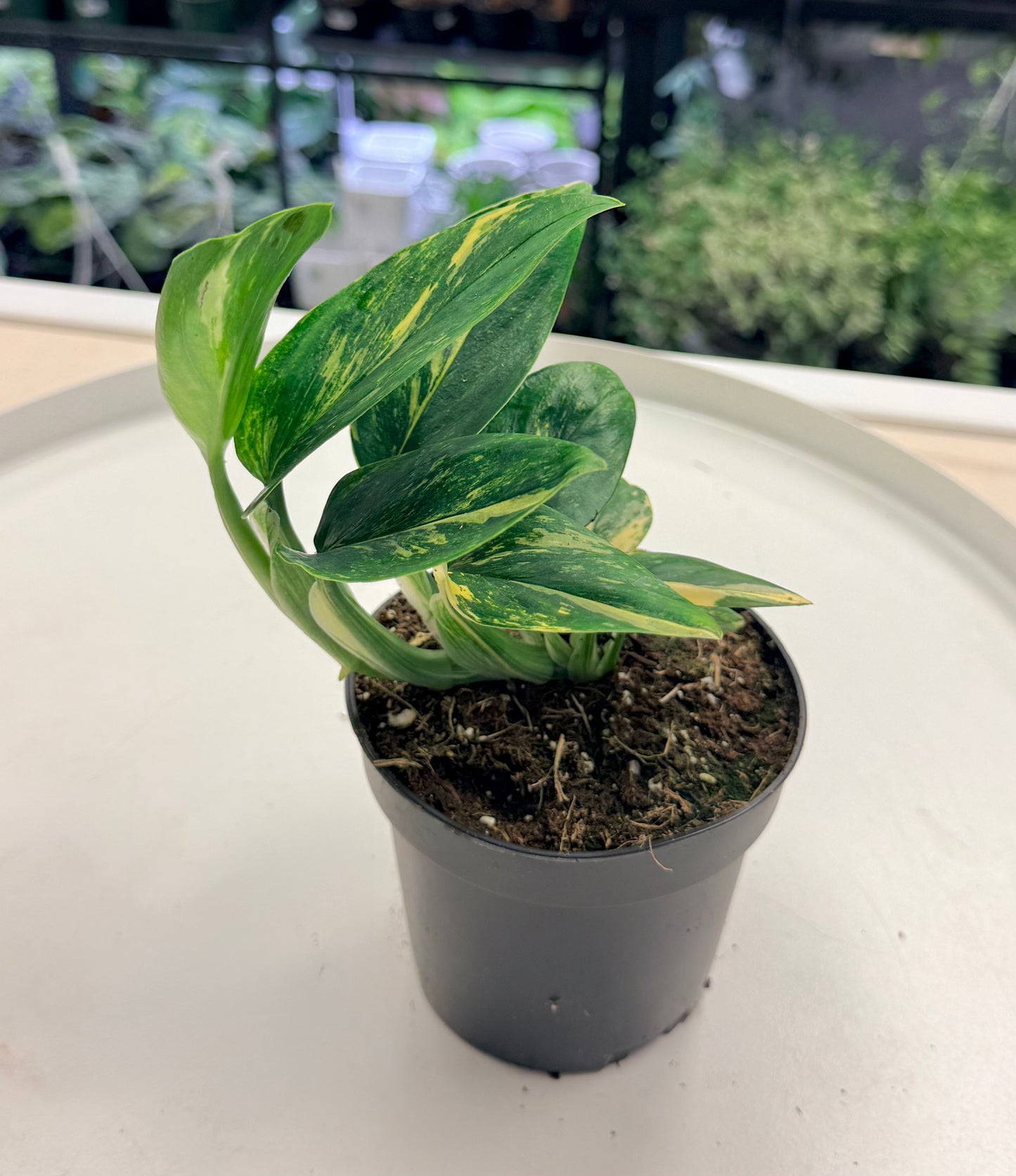Monstera standleyana Variegated 4"