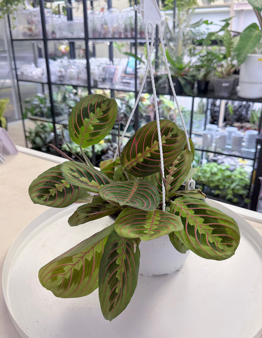 Maranta leuconeura | Red Prayer Plant 6” HB No Ship