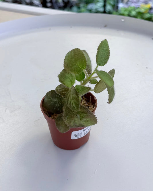 Episcia sp.
