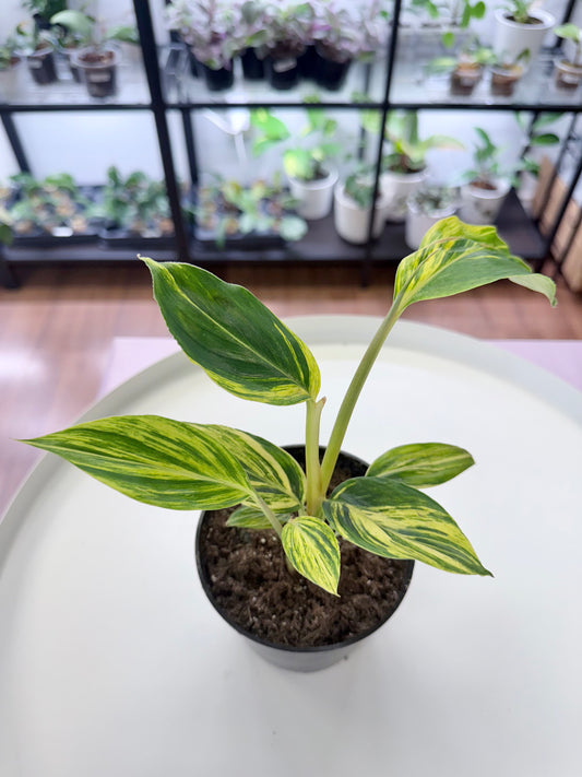 Alpinia zerumbet ‘Shell Ginger’ Variegated 4”