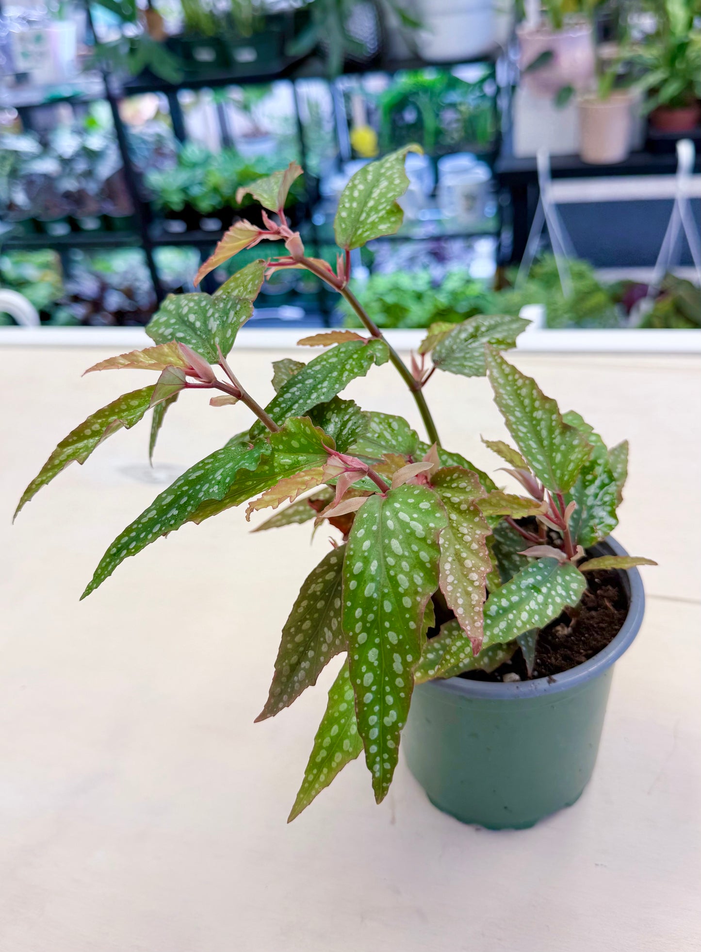 Begonia coccinea ‘Mini Angel Wing’ Pink 4”