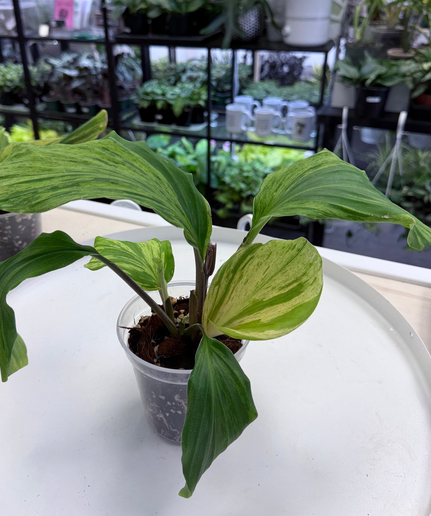Kaempferia sp. Variegated