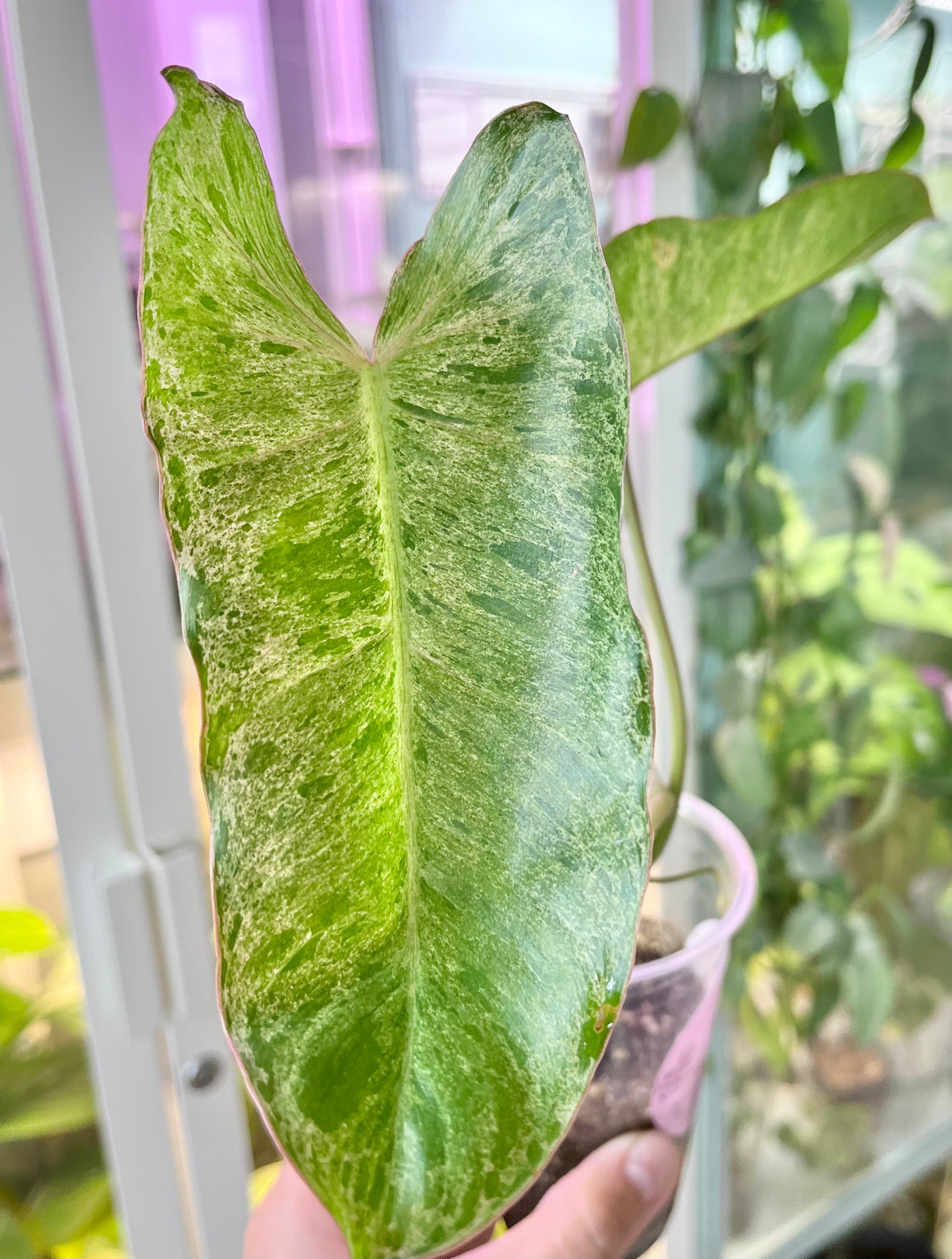 Philodendron ‘Paraiso Verde’