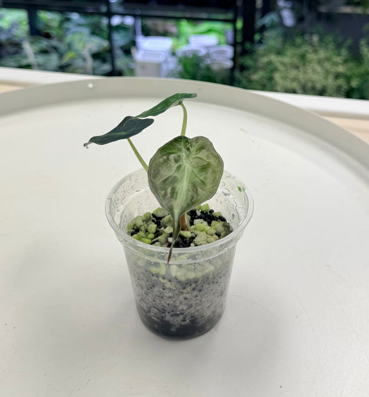 Alocasia Venom 3”