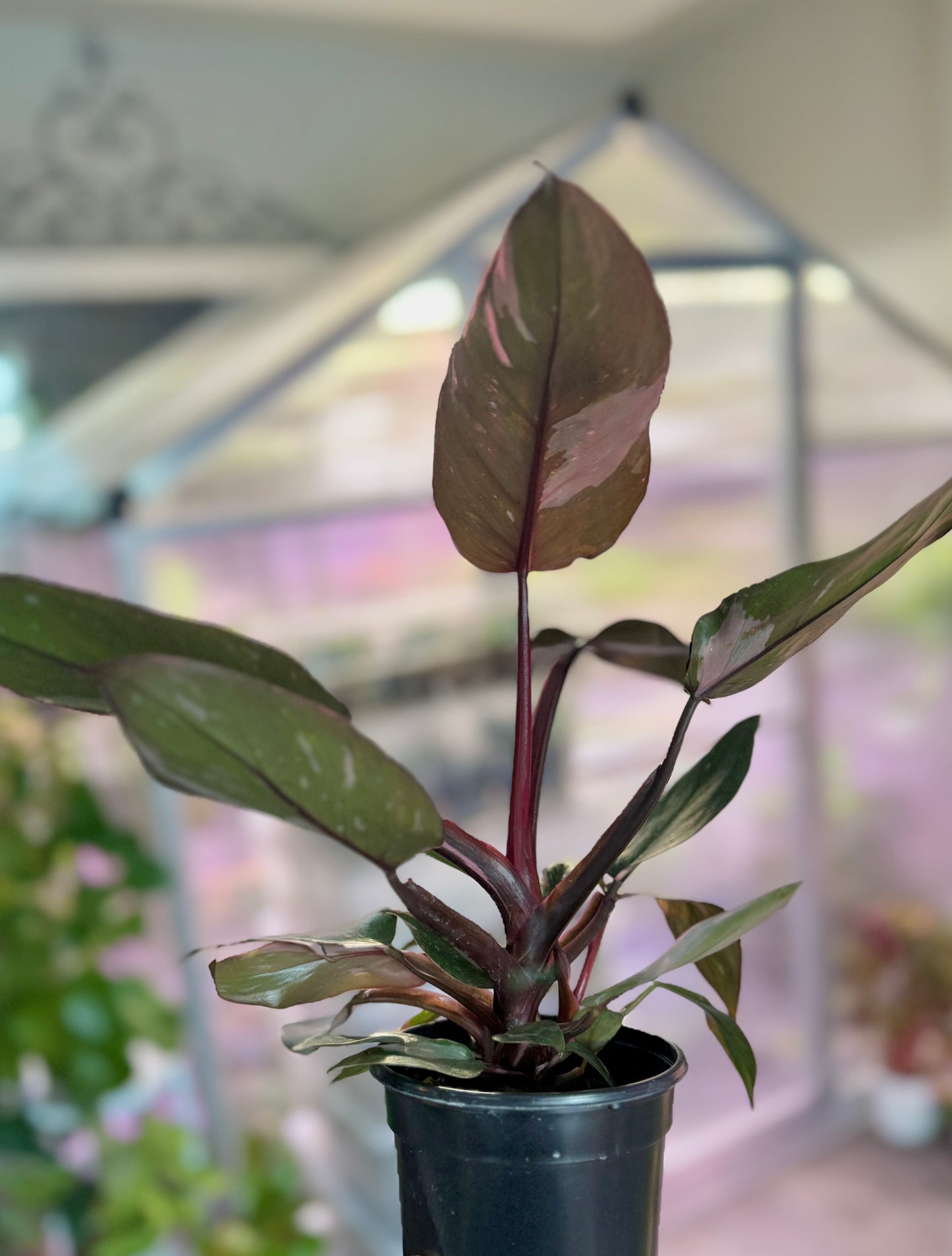 Philodendron ‘Pink Princess’ (good variegation)