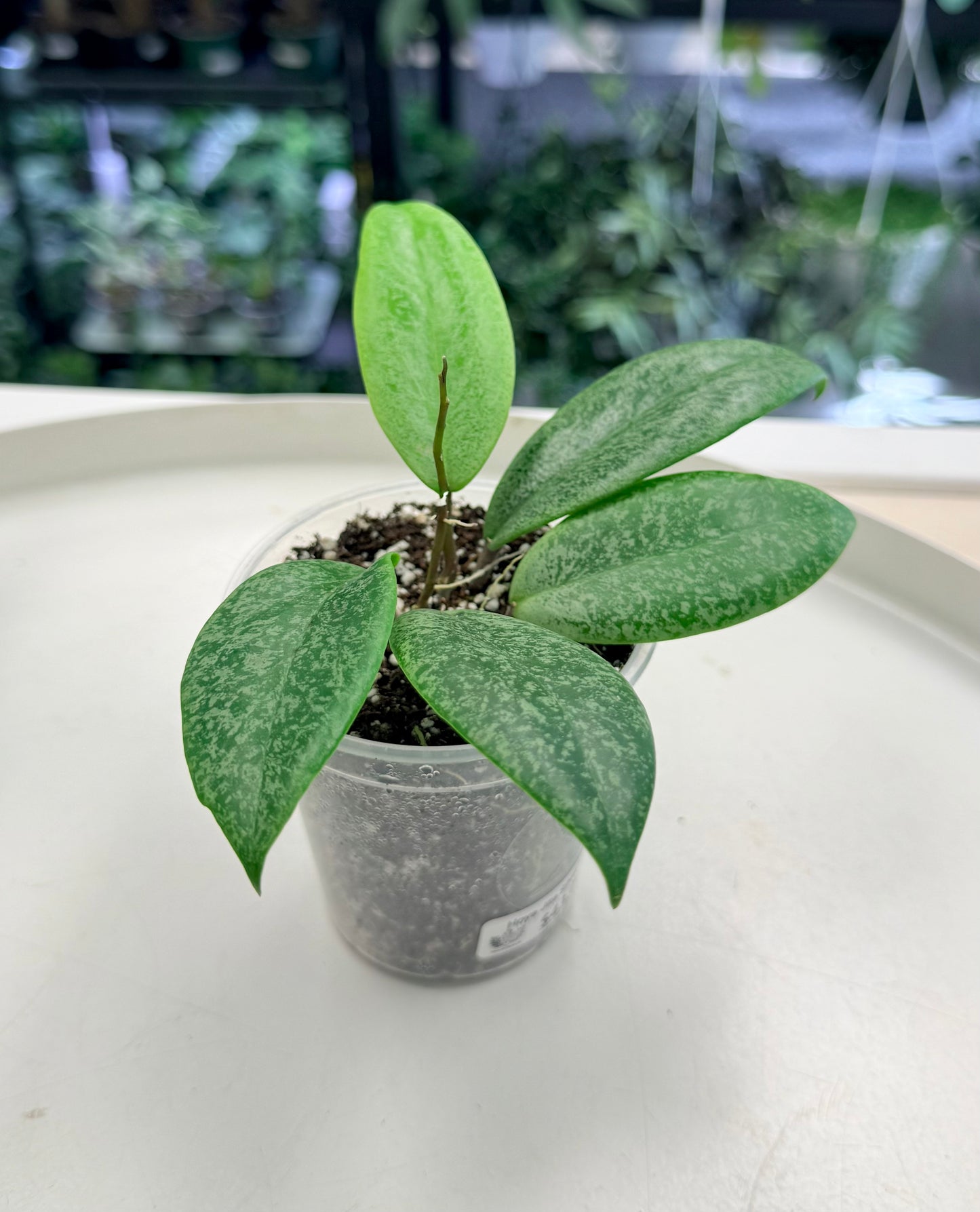 Hoya Jita Silver WRX02 | Grown by Plant Positivity with Rowe