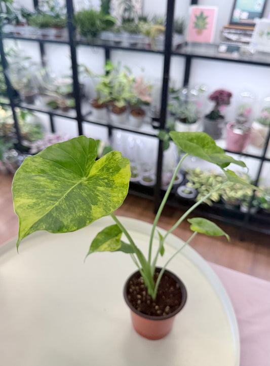 Alocasia odora Yellow Variegated