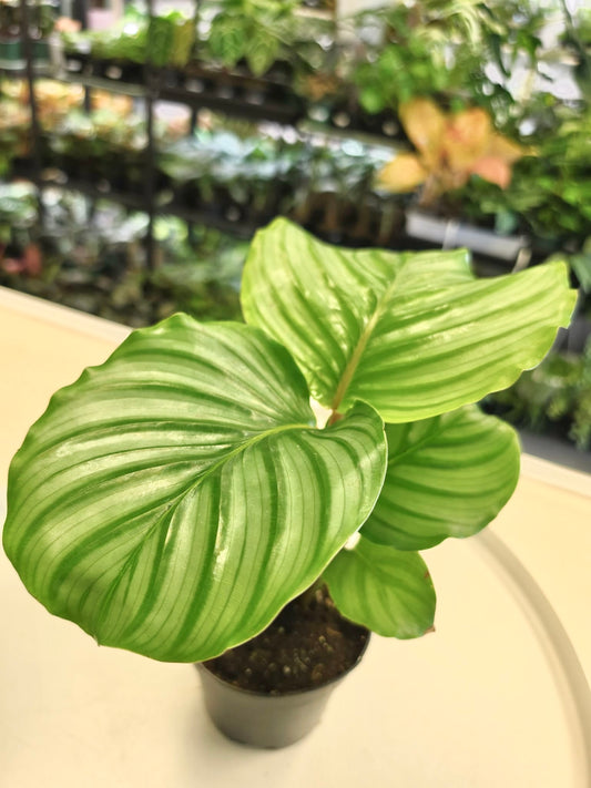Calathea Orbifolia 4"