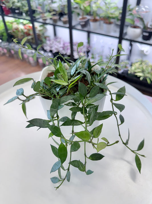 Hoya lacunosa | Full Plant 4.5”