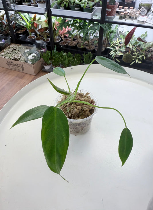 Philodendron spiritus sancti 2.5”