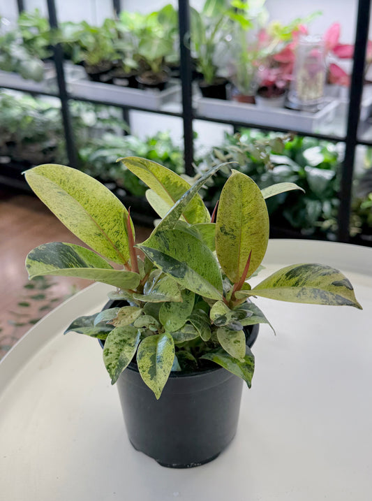 Ficus shivereana ‘Moonshine’ 4”