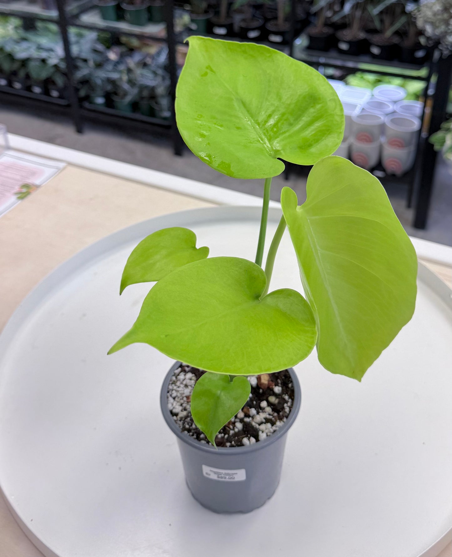 Monstera deliciosa ‘Super Golden’