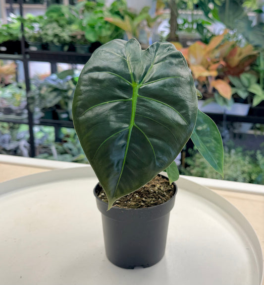 Alocasia 'Golden Bone' 4"