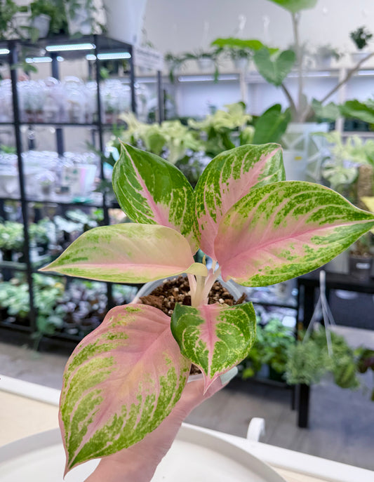 Aglaonema 'Baby Tiger'