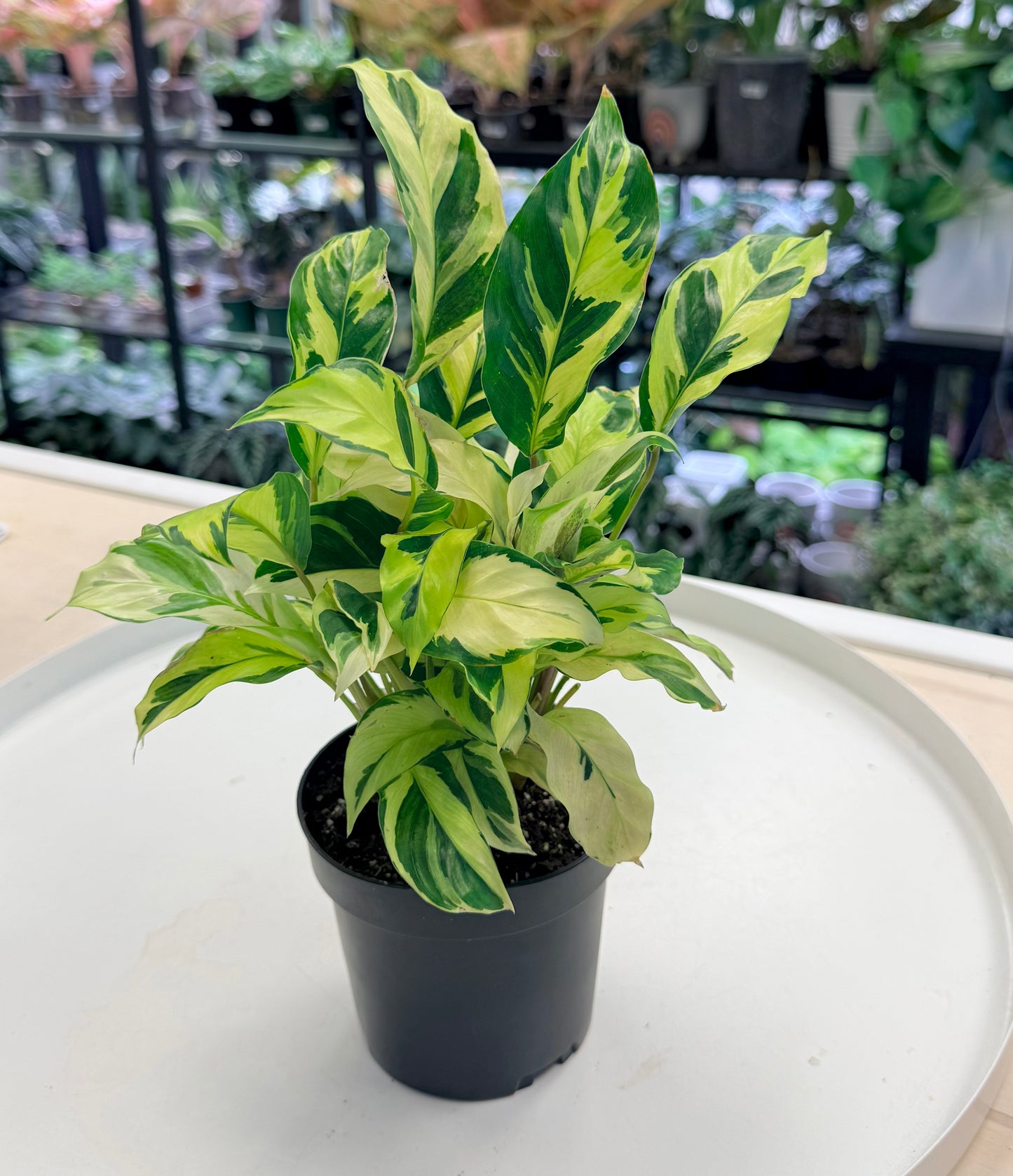 Calathea louisae 'Thai Beauty' 4”