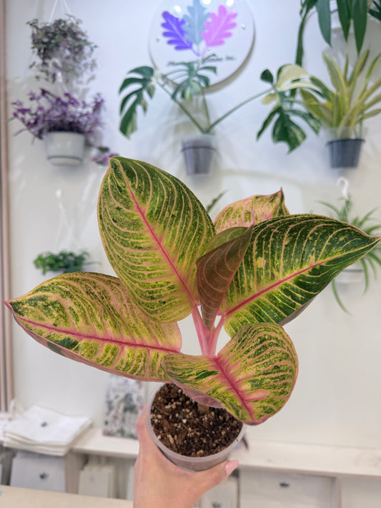 Aglaonema ‘Pink Moonlight’