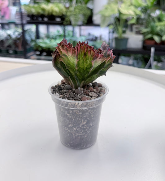 Euphorbia lactea Cristata Red 3”