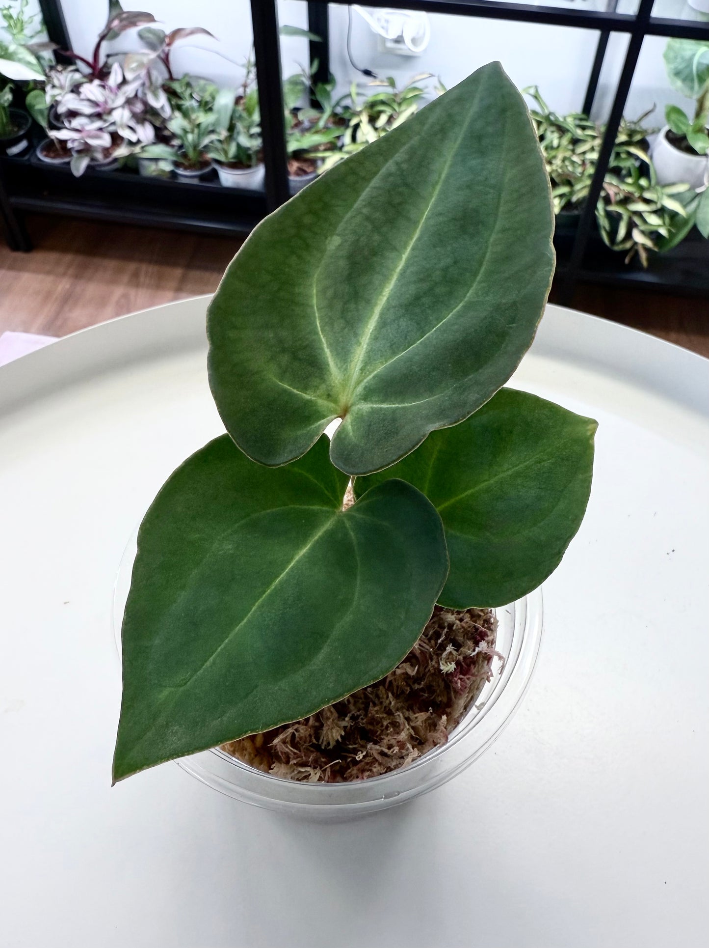 Anthurium besseae aff.