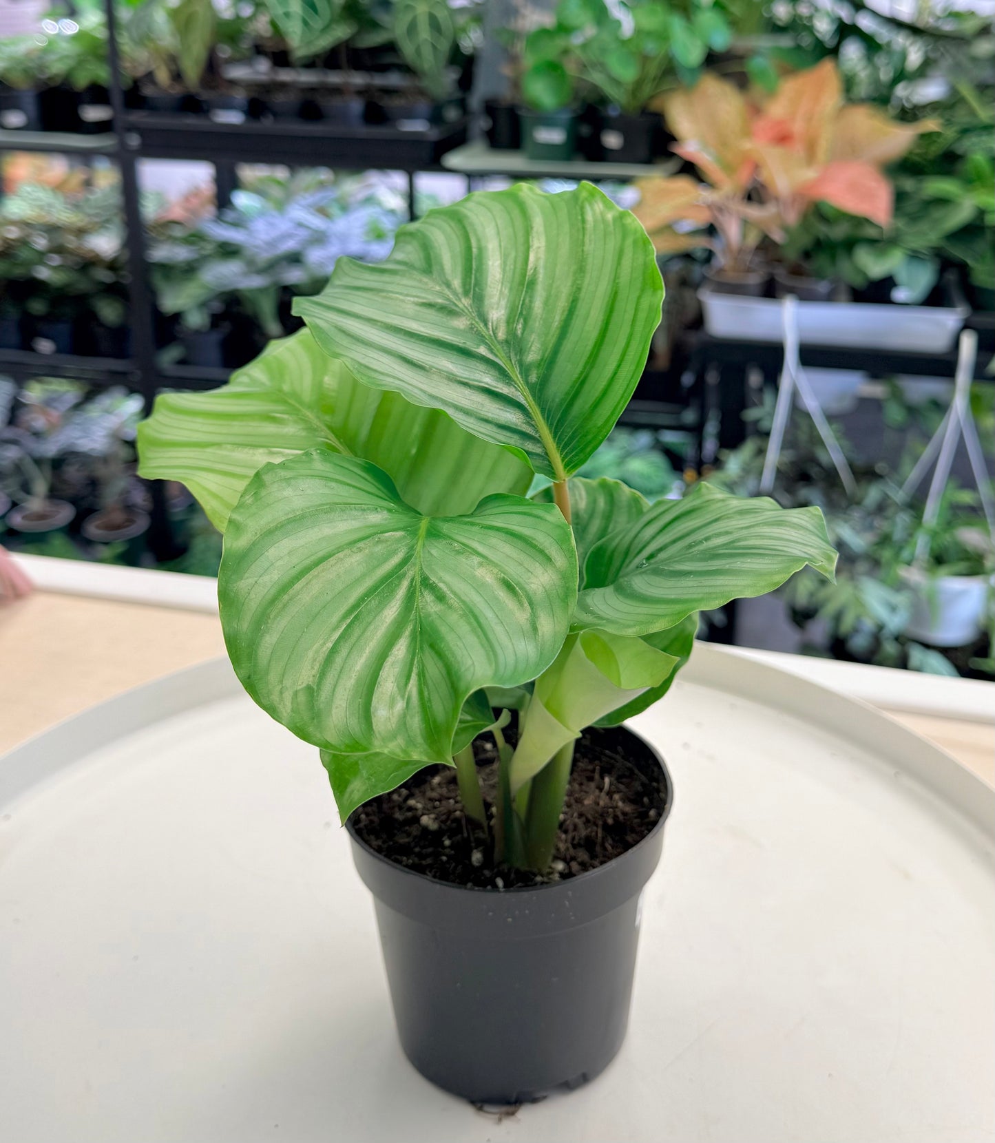 Calathea Orbifolia 4"