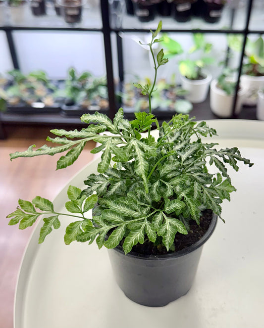 Pteris ensiformis ‘Fern Silver Lace’ 4”
