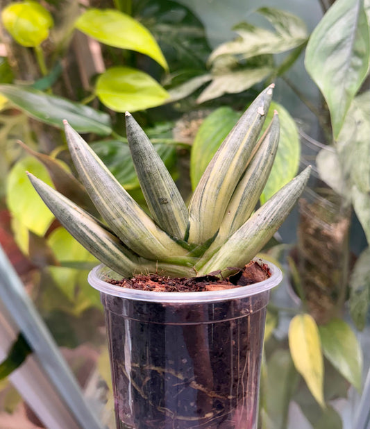 Sansevieria Boncel Variegated