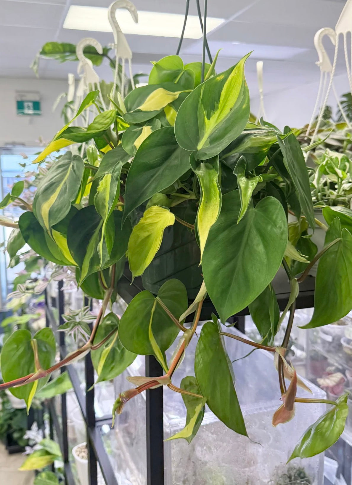 Philodendron ‘Brasil’
