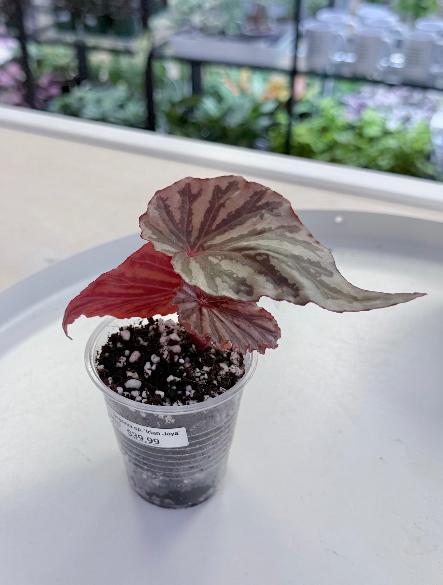 Begonia sp. Irian Jaya