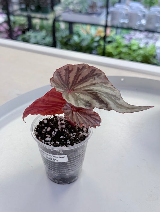 Begonia sp. 'Irian Jaya'
