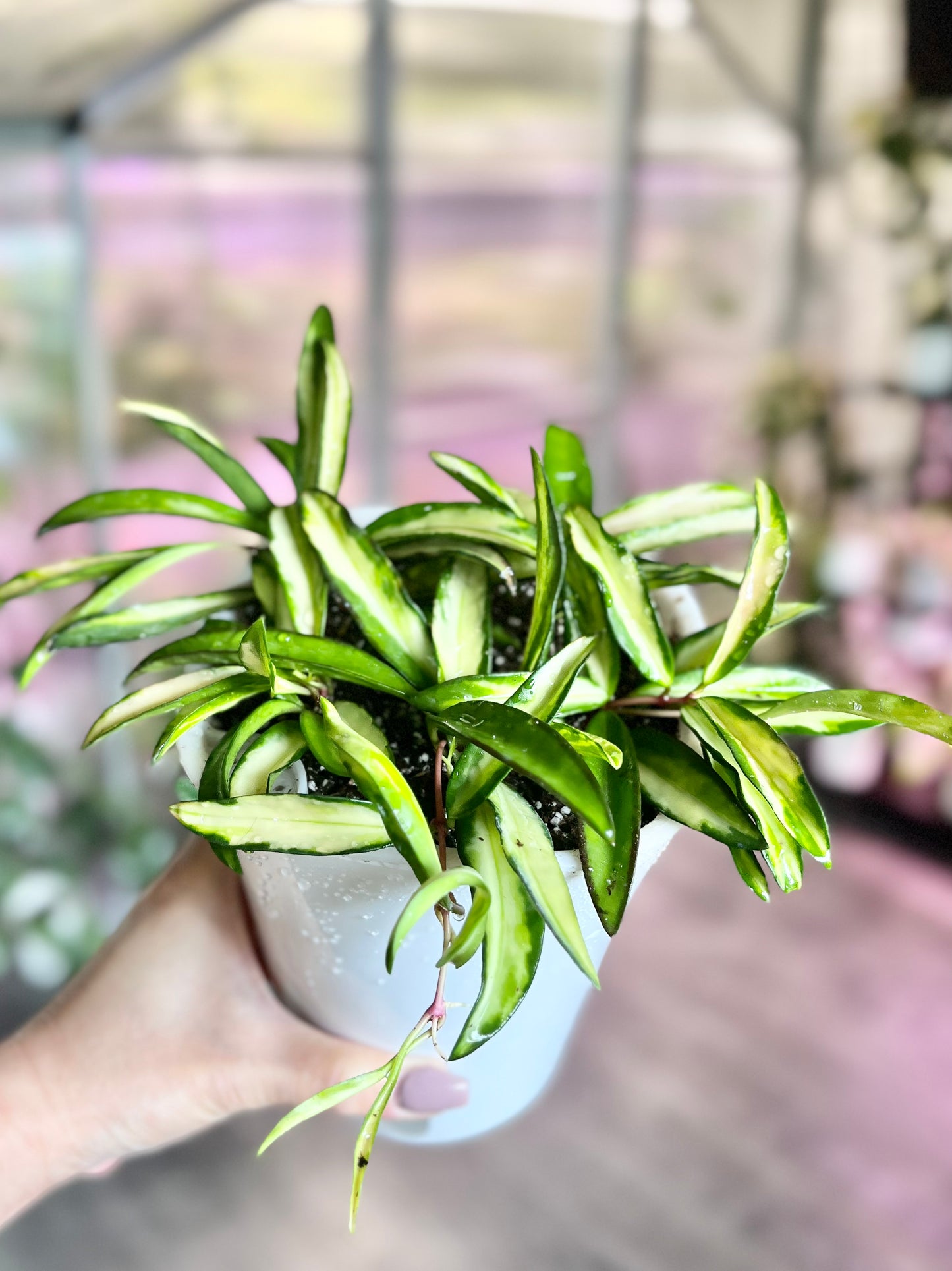 Hoya wayetii variegated 5” Self-Watering Pot