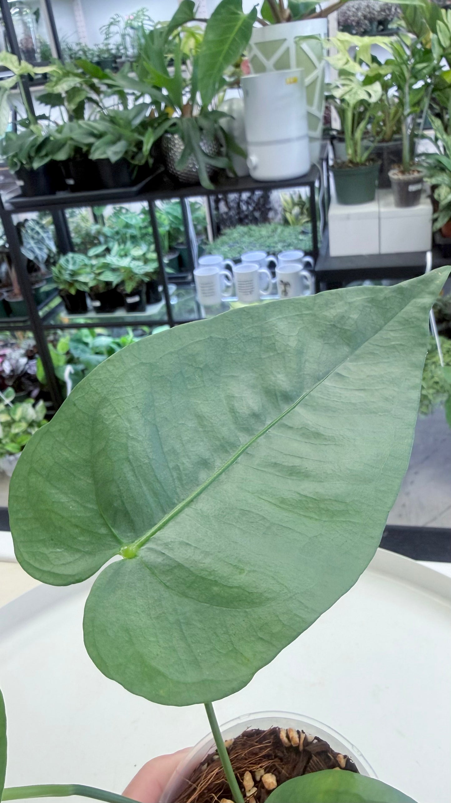 Anthurium xanthophylloides