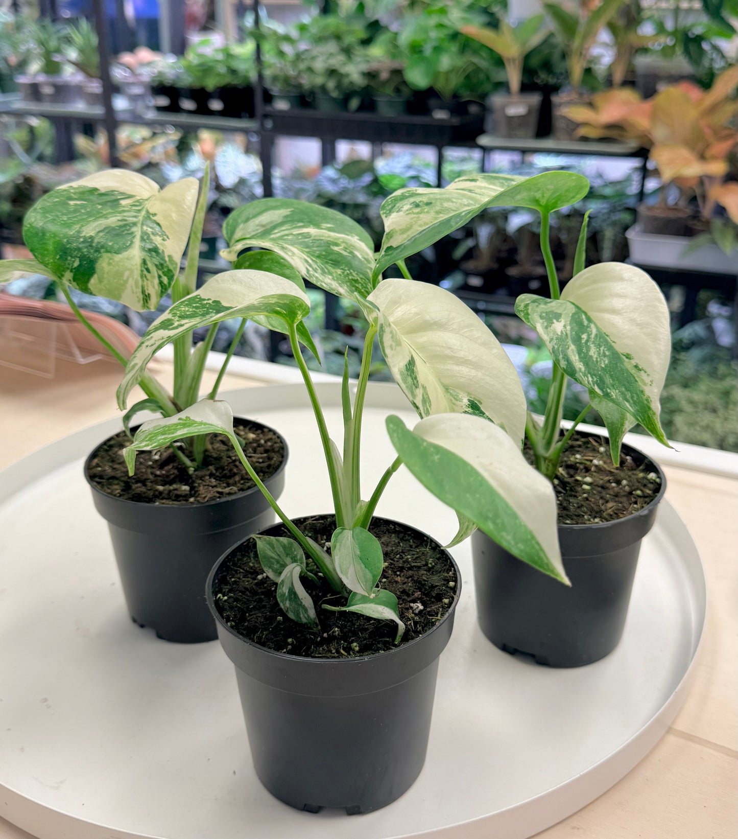 Monstera deliciosa Albo 4”