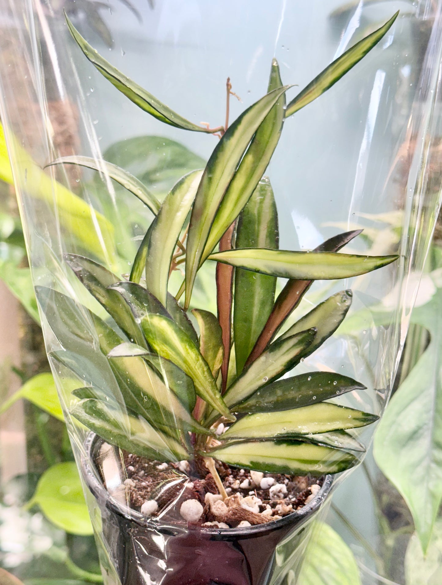 Hoya wayetii variegated 4”