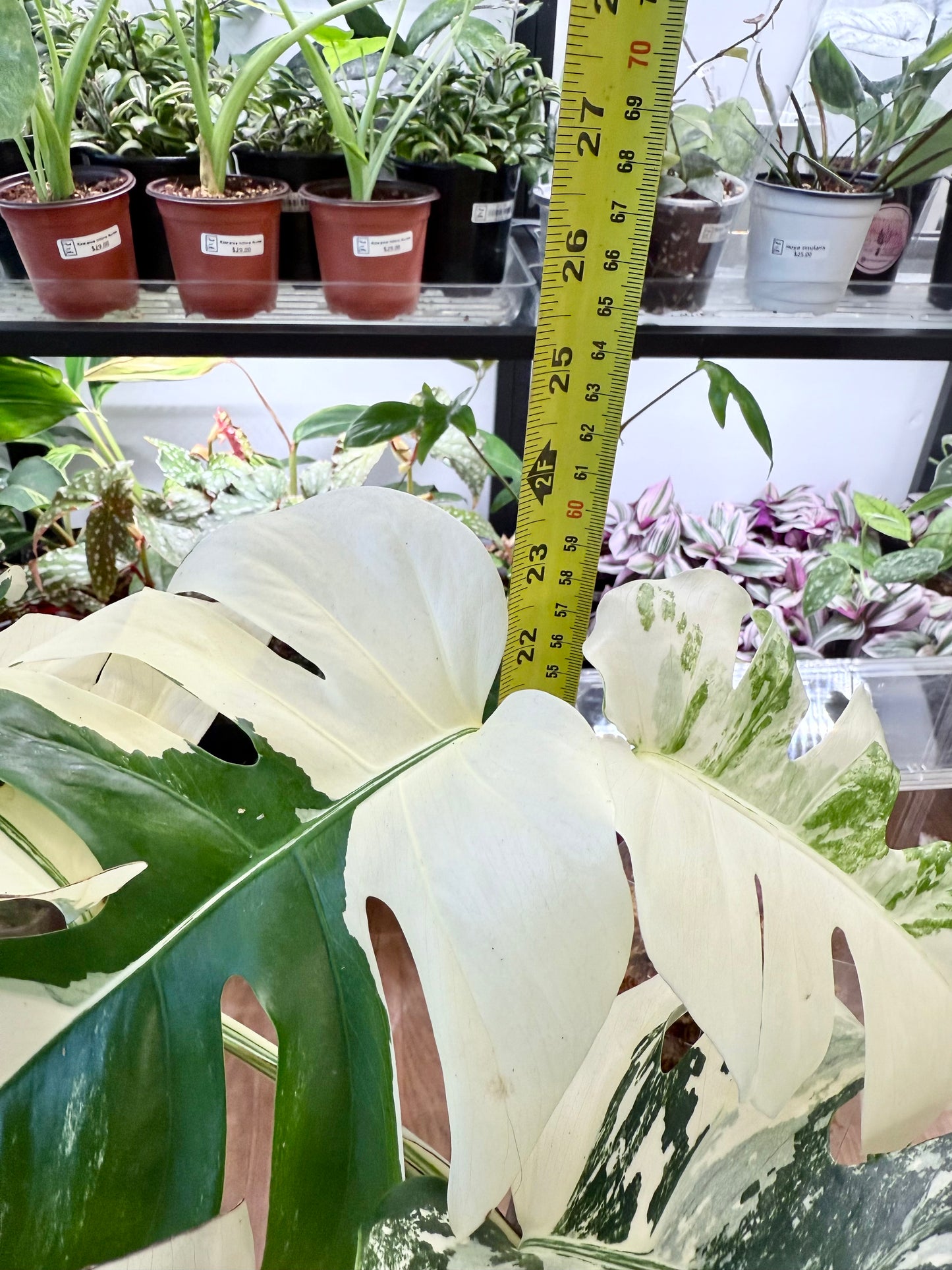 Monstera deliciosa Albo | Large