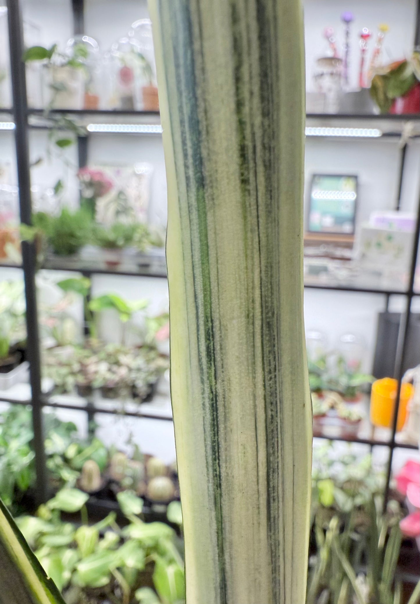 Dracaena trifasciata | Sansevieria ‘Bantel's Sensation’ 4”