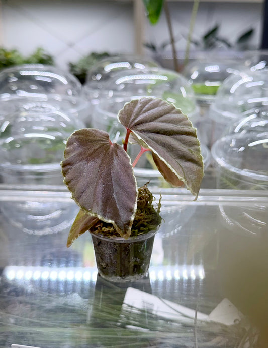 Begonia darthvaderiana