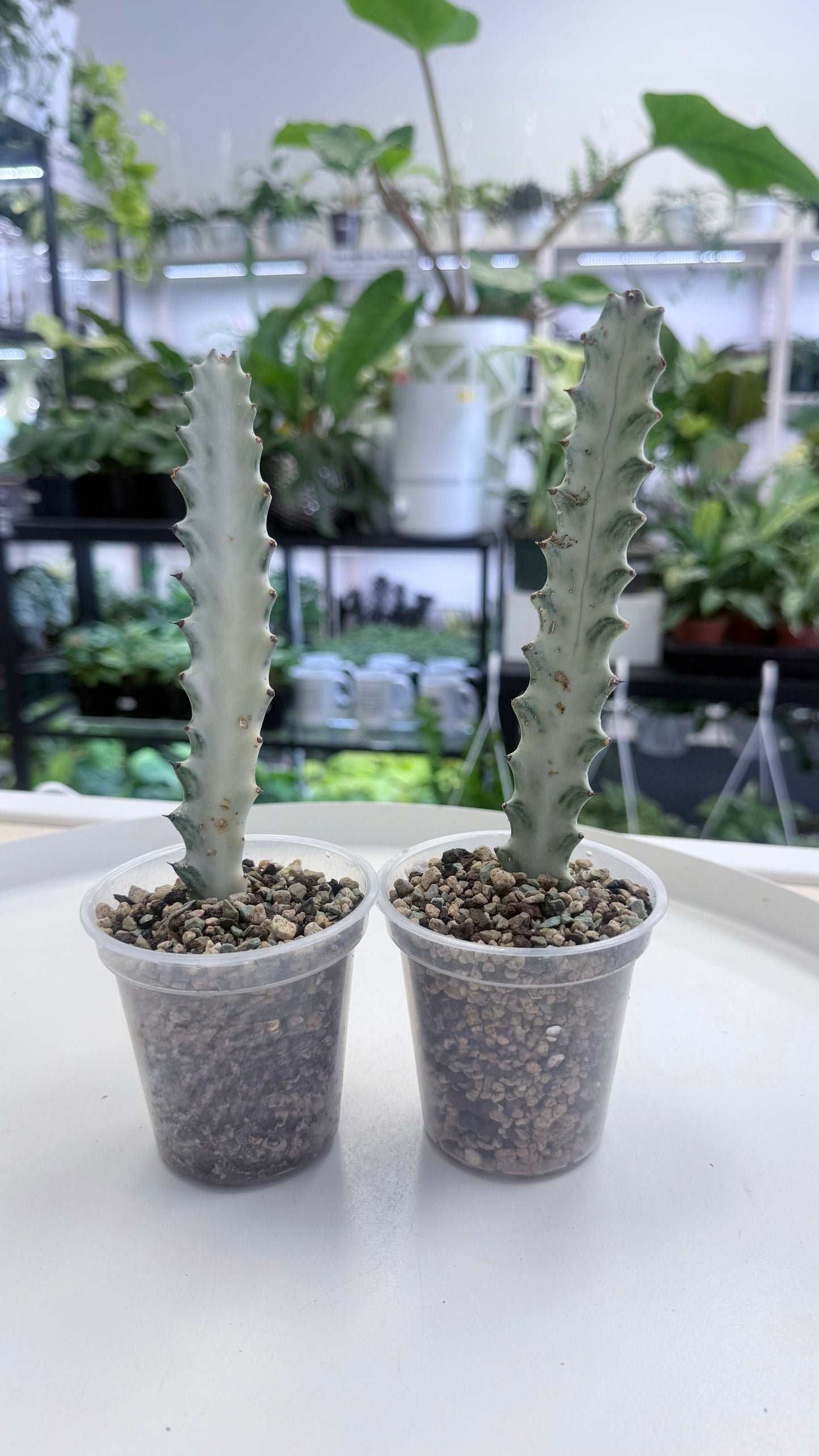 Euphorbia lactea ‘White Ghost’