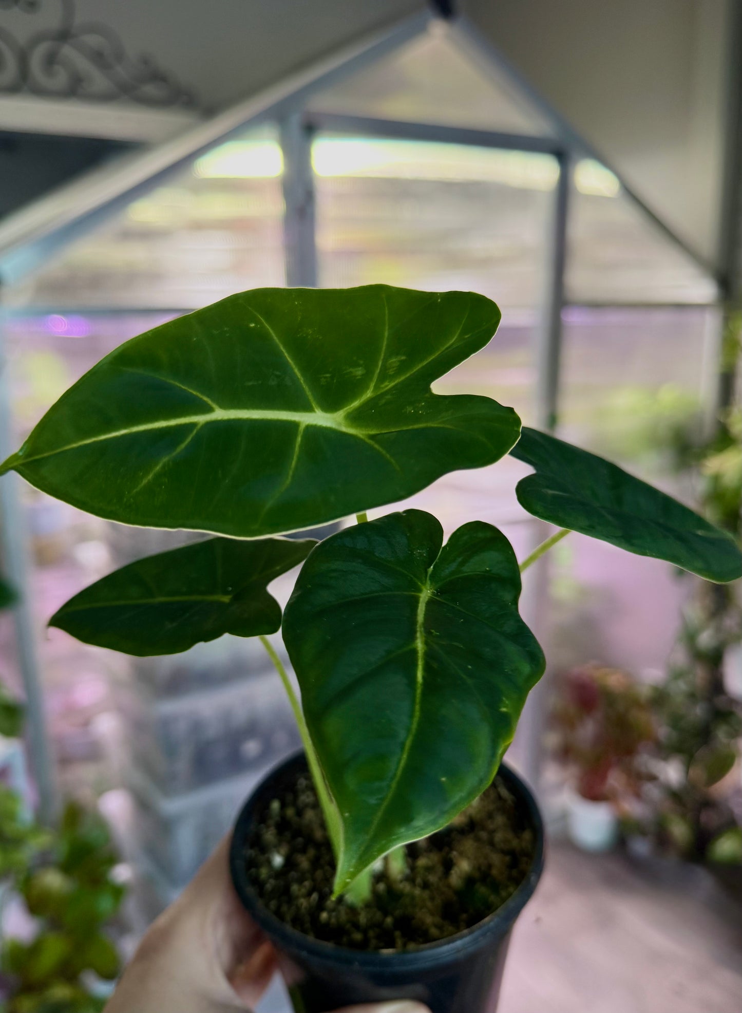 Alocasia ‘Frydek’ (Green Velvet Alocasia)