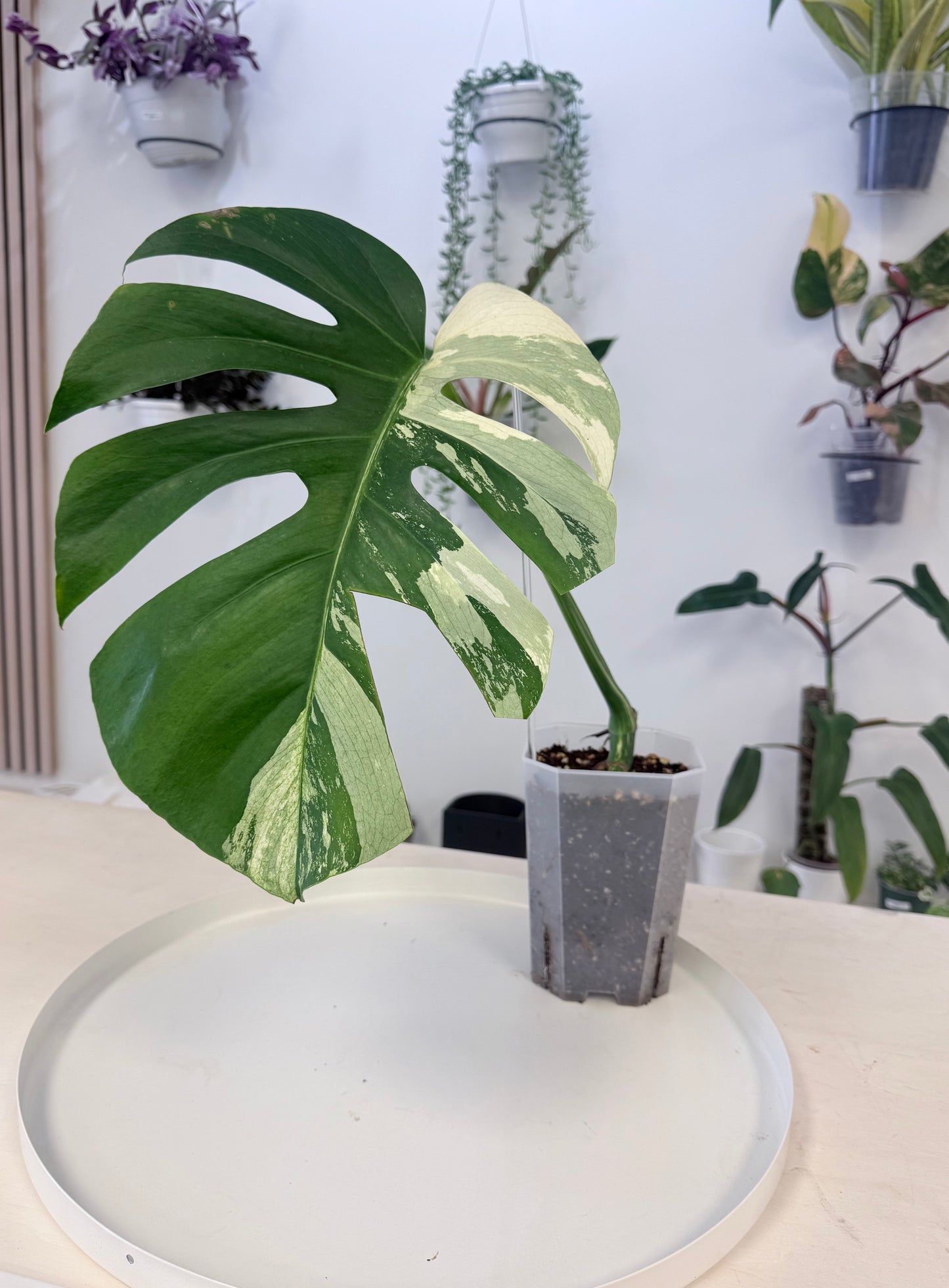 Monstera deliciosa 'Jungle Mint' – Plants and Glitters Inc.