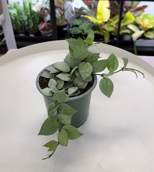 Hoya krohniana 'Silver' 4”