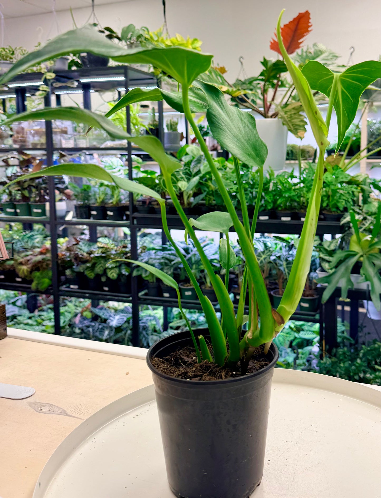 Monstera Burle Marx Flame