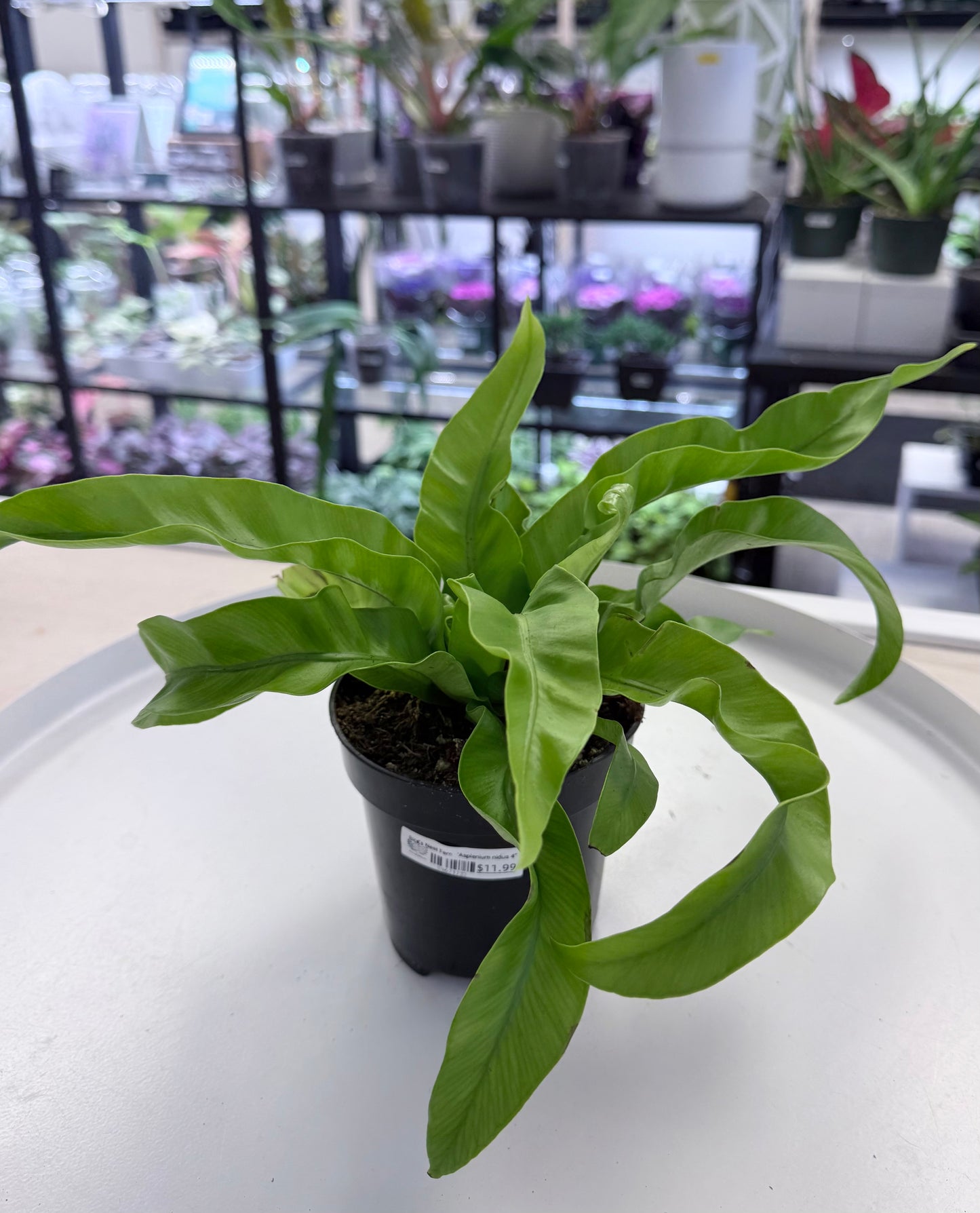 Bird’s Nest Fern | 'Asplenium nidus 4”