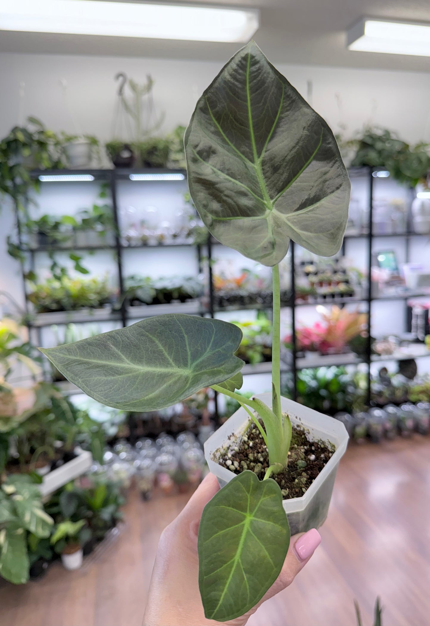 Alocasia ‘Regal Shield’