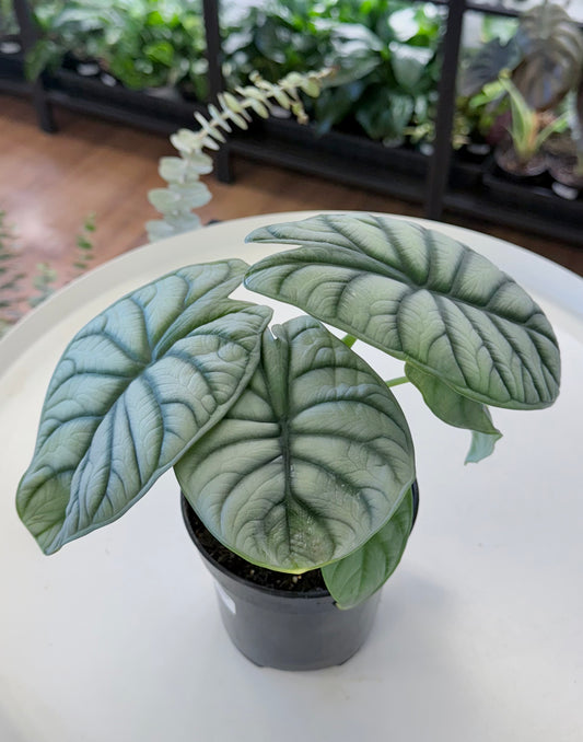 Alocasia baginda ‘Silver Dragon’