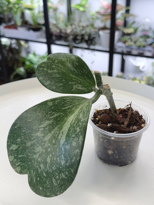 Hoya kerrii Splash