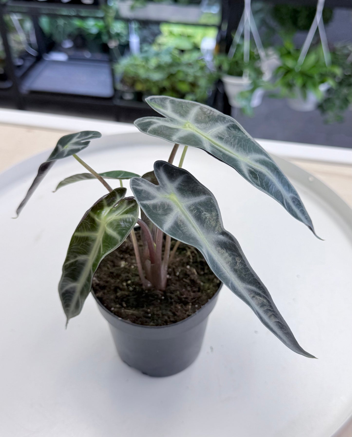 Alocasia amazonica 'Bambino' 4”