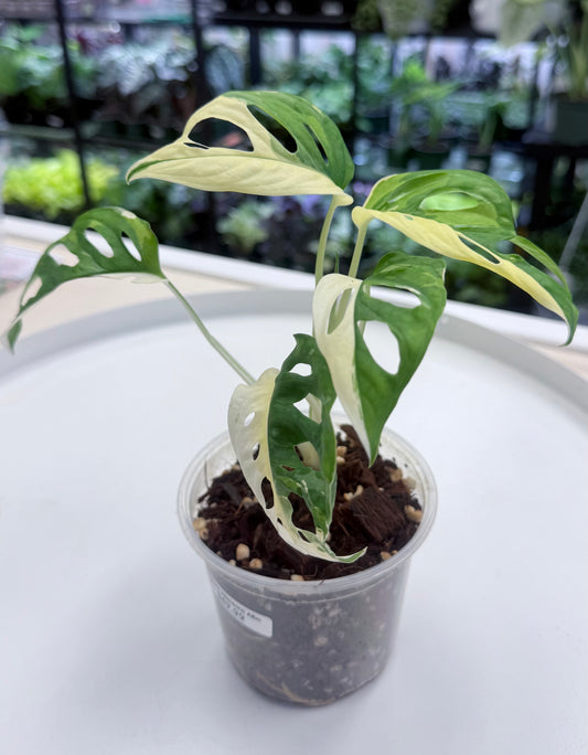 Monstera adansonii Variegated 4”