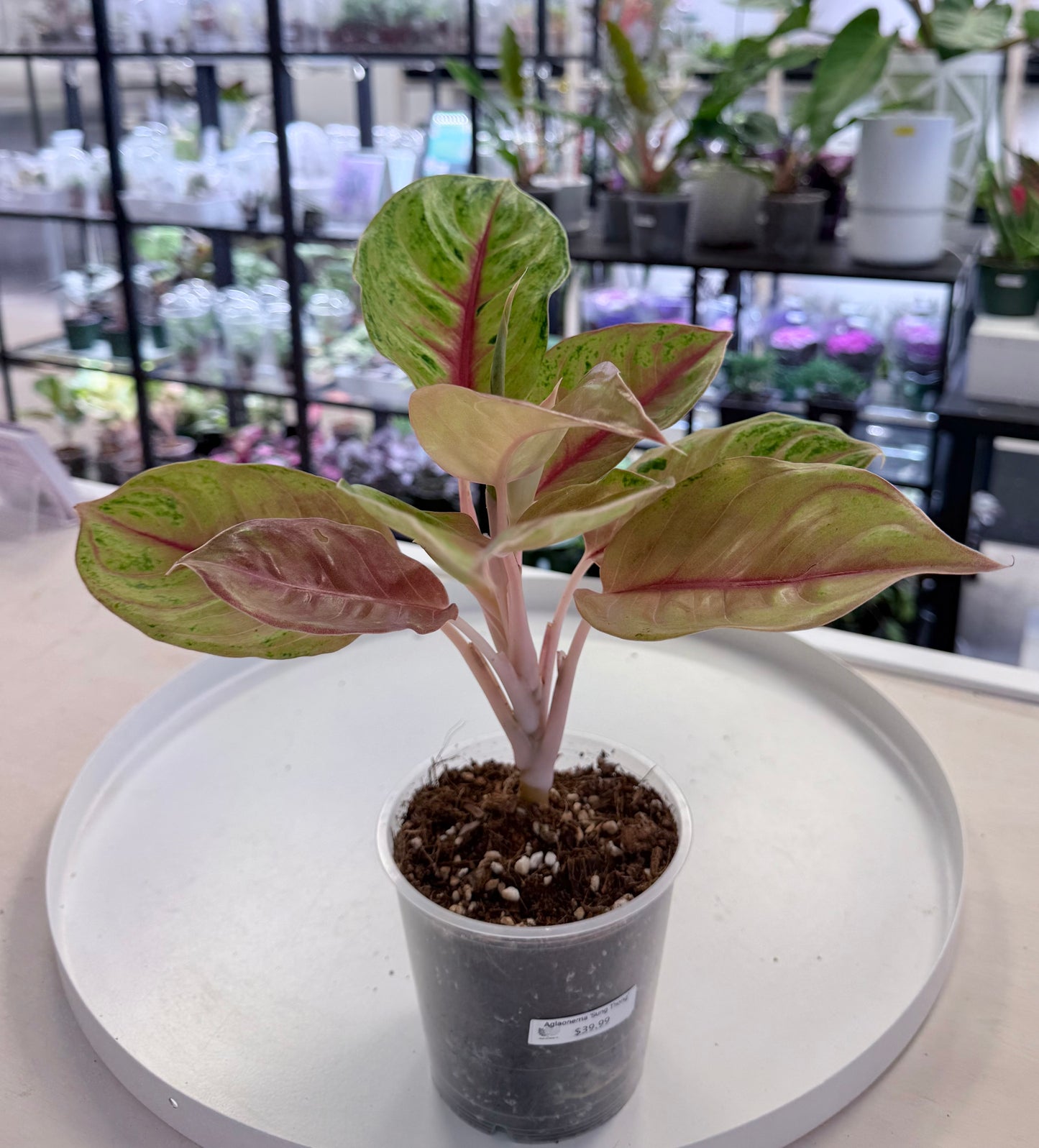 Aglaonema ‘Sung Thong’