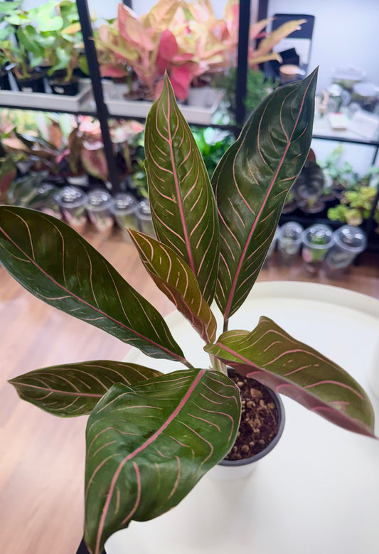 Aglaonema ‘Chocolate’