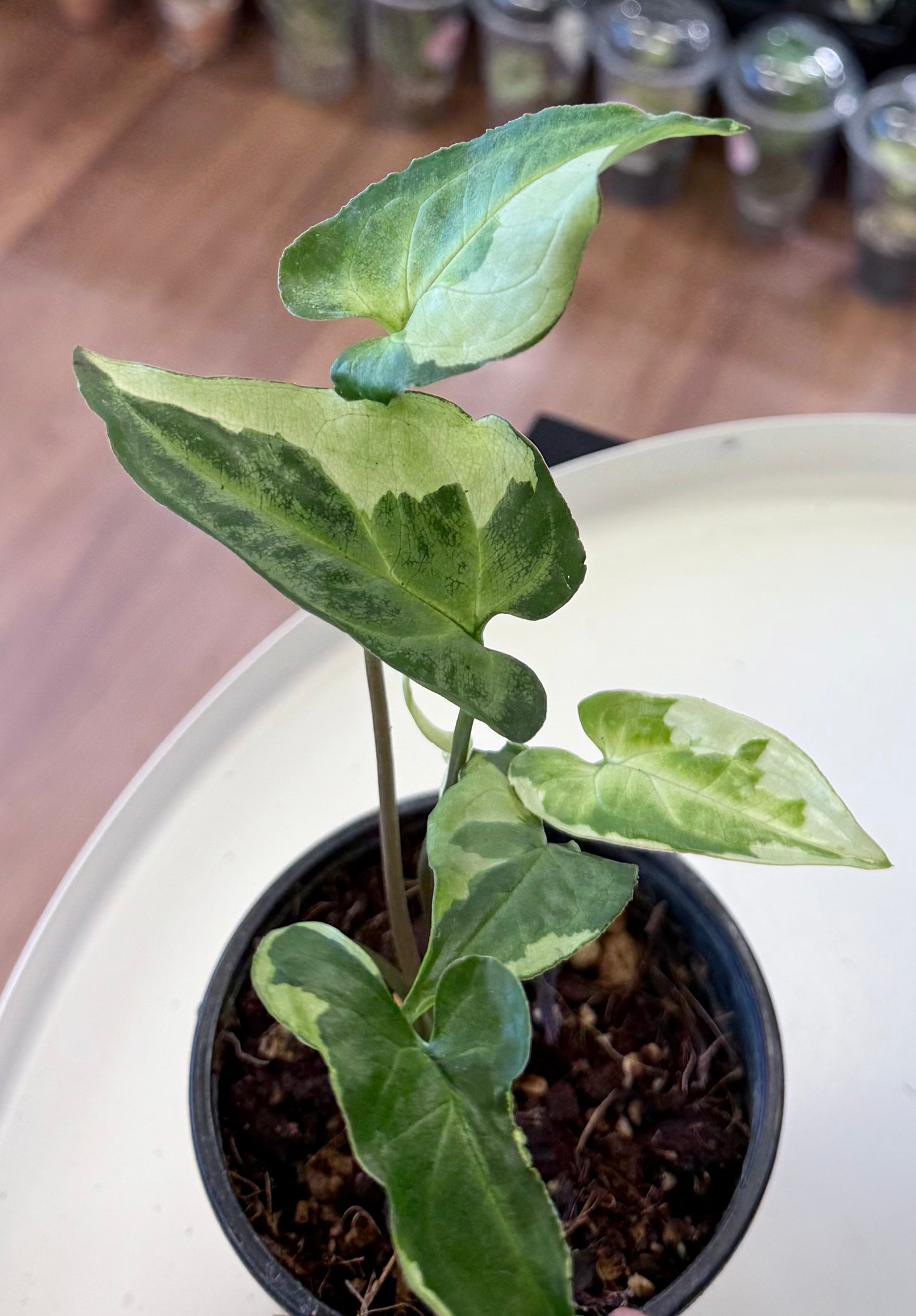 Syngonium ‘Three Kings’