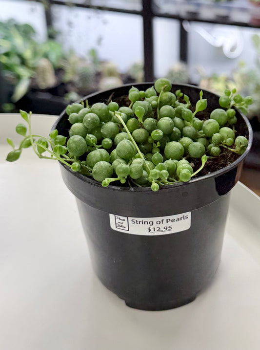 Senecio rowleyanus | String of Pearls 4”